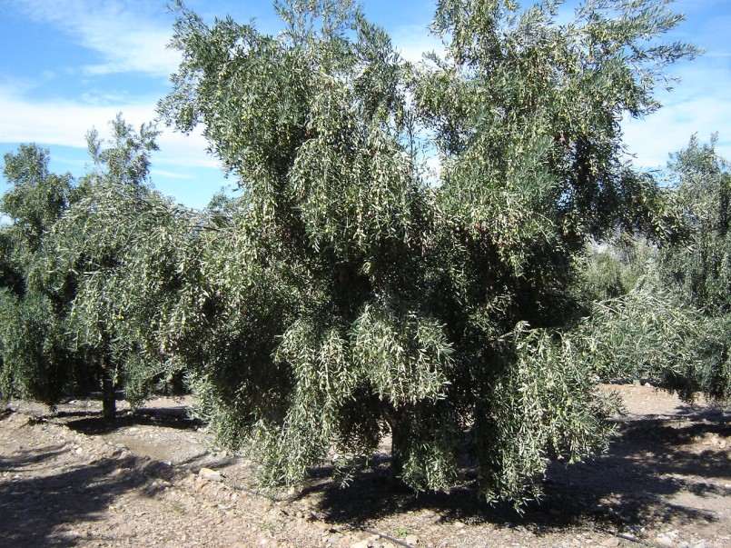 Reflexionando sobre el futuro del aceite de oliva español