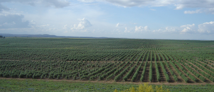 El olivar, modernización y sostenibilidad