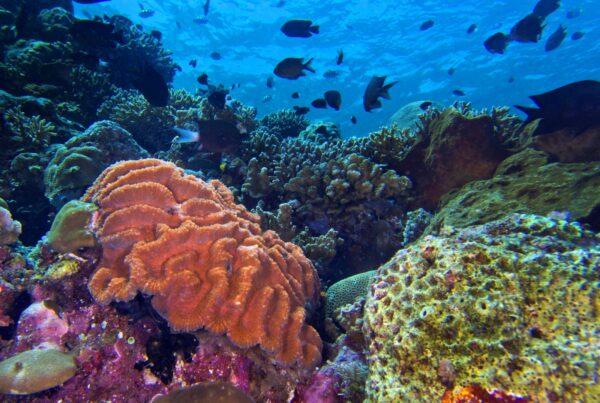 Cajamar alerta sobre los problemas que amenazan la biodiversidad marina