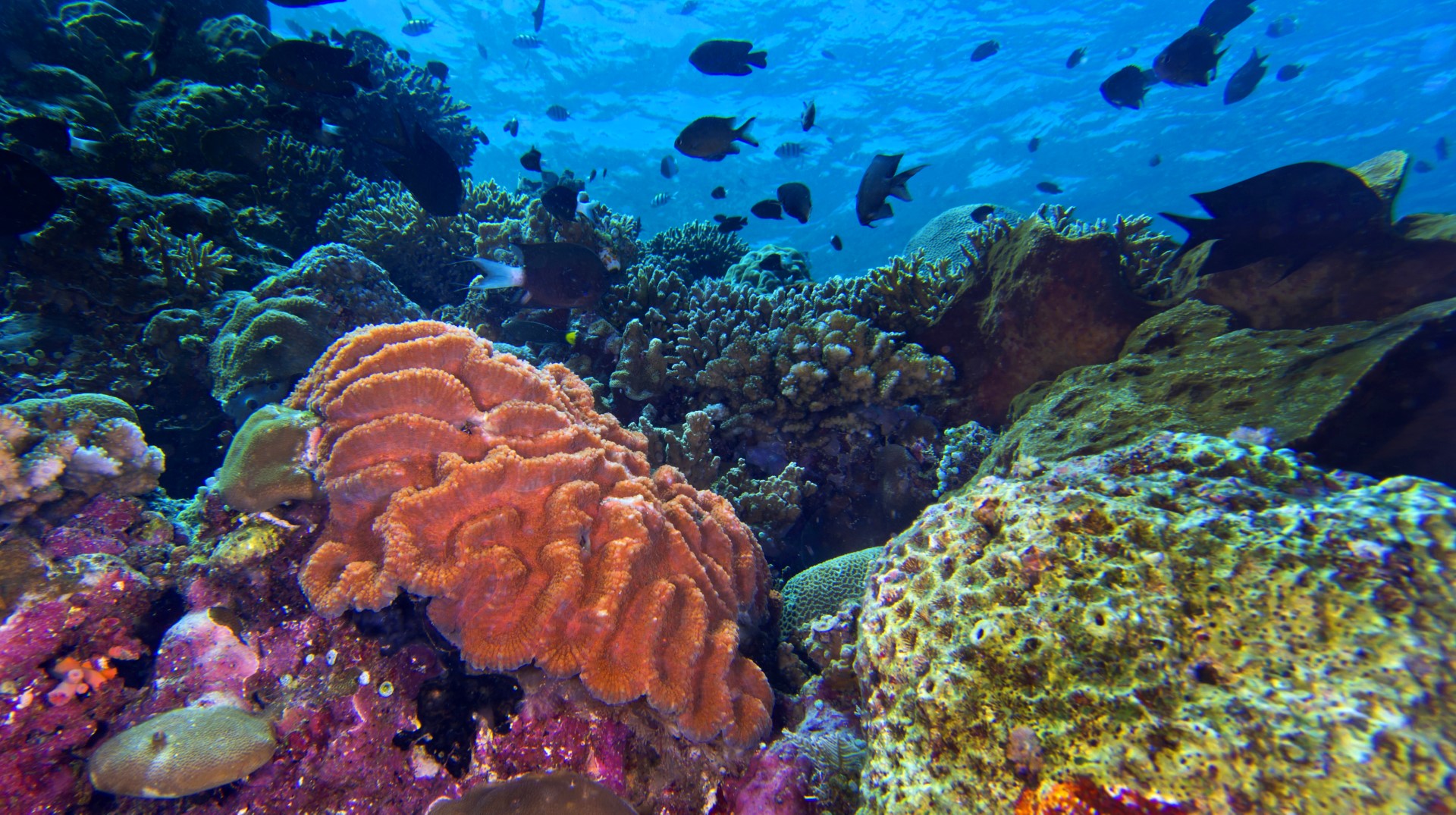 Cajamar alerta sobre los problemas que amenazan la biodiversidad marina