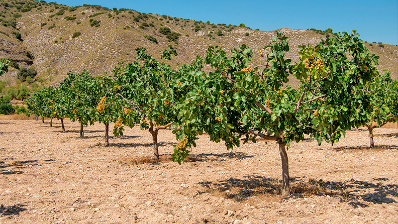 El pistacho en España: claves de una inversión a largo plazo