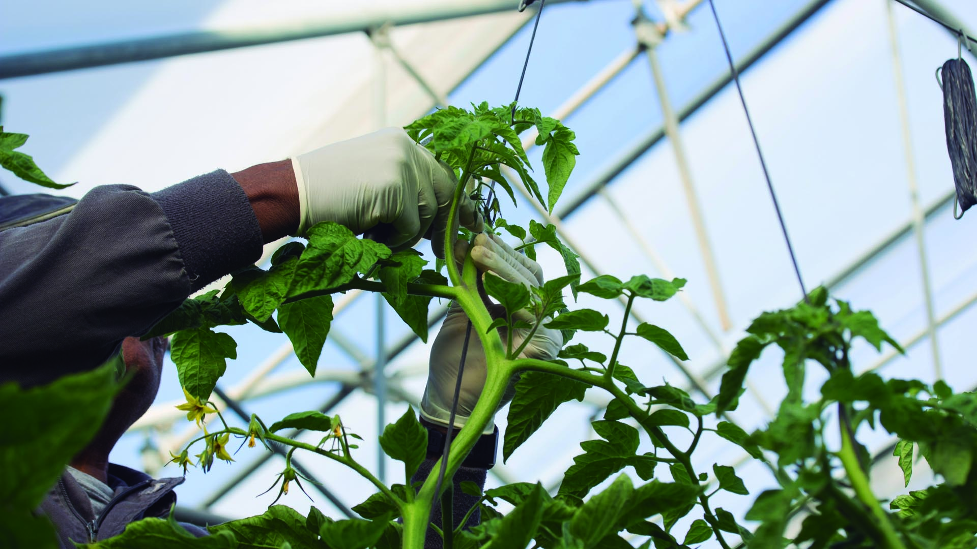 Cajamar lanza una nueva línea de financiación para agricultores de cultivos intensivos bajo plástico