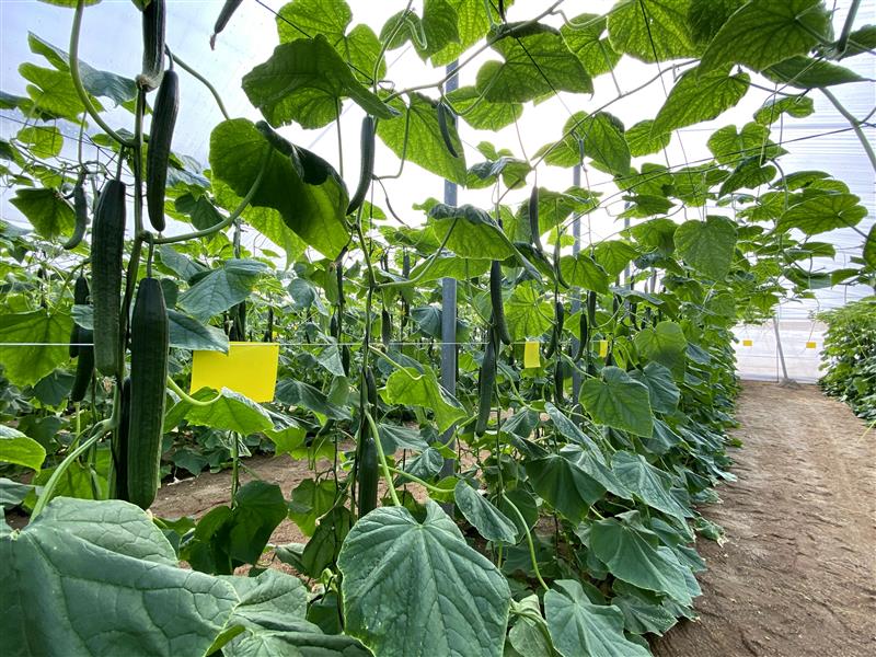 Cajamar pone en marcha una nueva línea de financiación para agricultores de cultivos intensivos bajo plástico de Almería y Granada